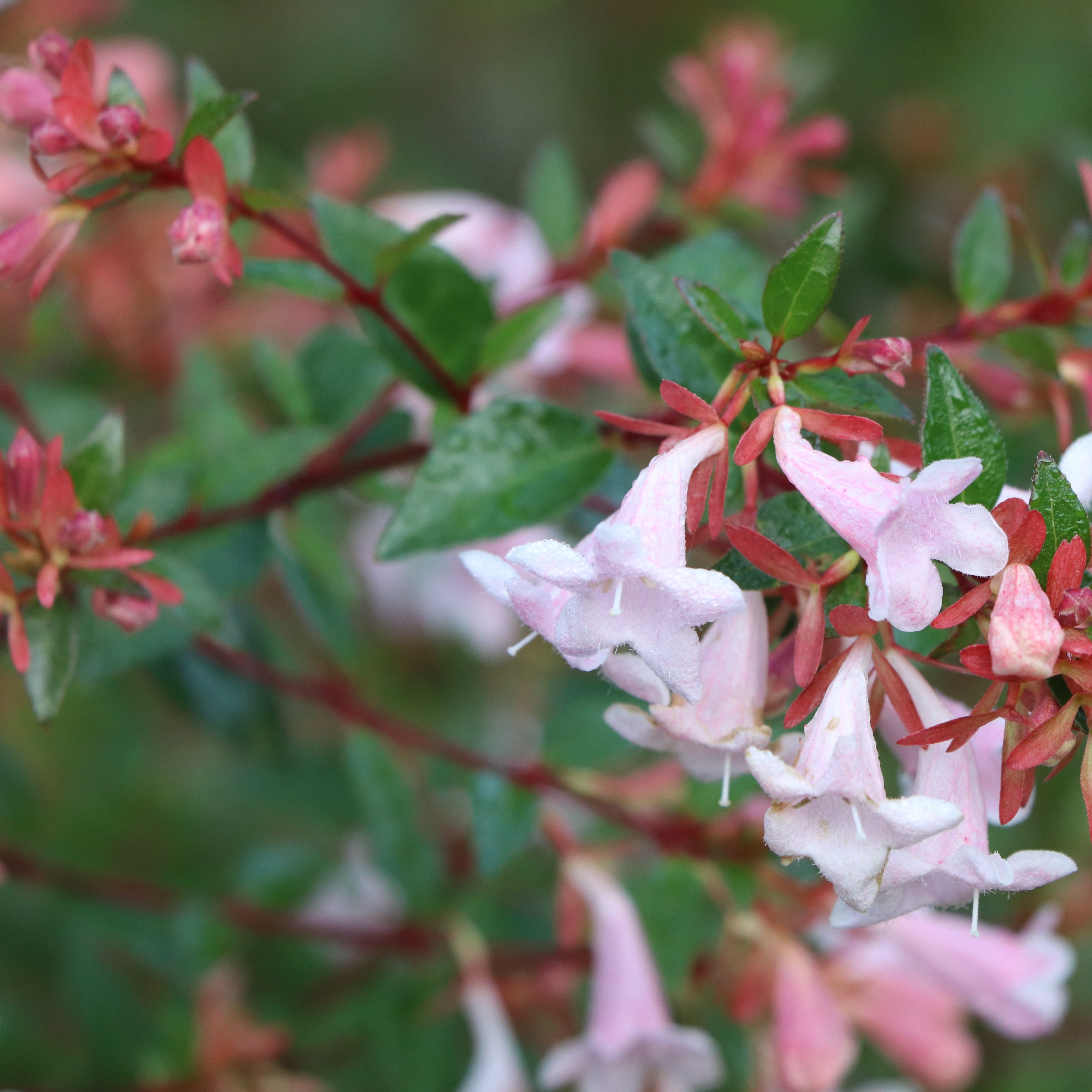 PINK PIÑATA™ Abelia | Proven Winners® – Creekside Nursery, Inc