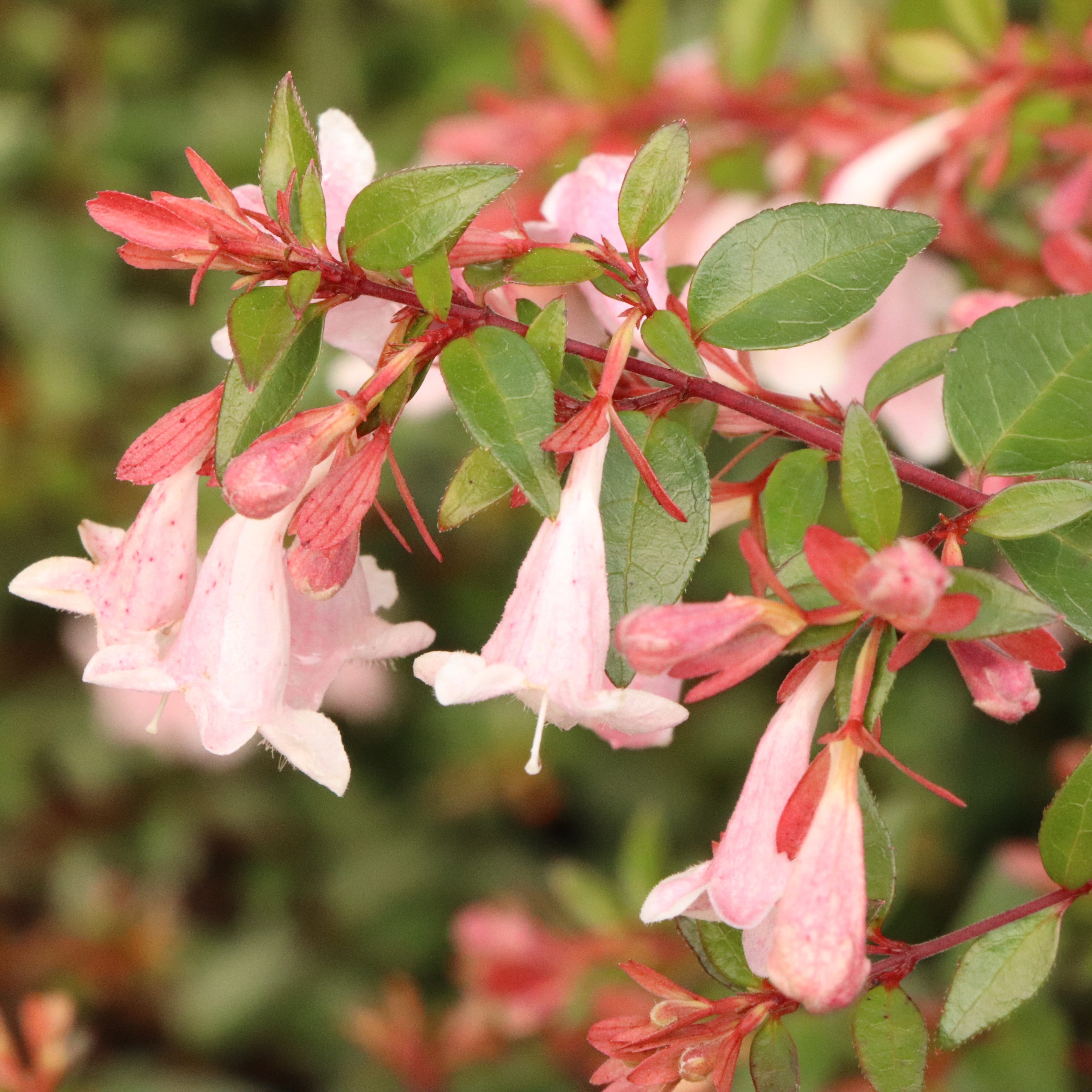 PINK PIÑATA™ Abelia | Proven Winners® – Creekside Nursery, Inc