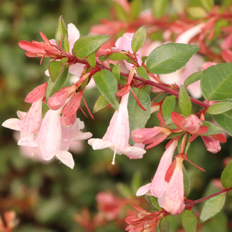 Pink Piñata abelia shrub with pink and white flowers
