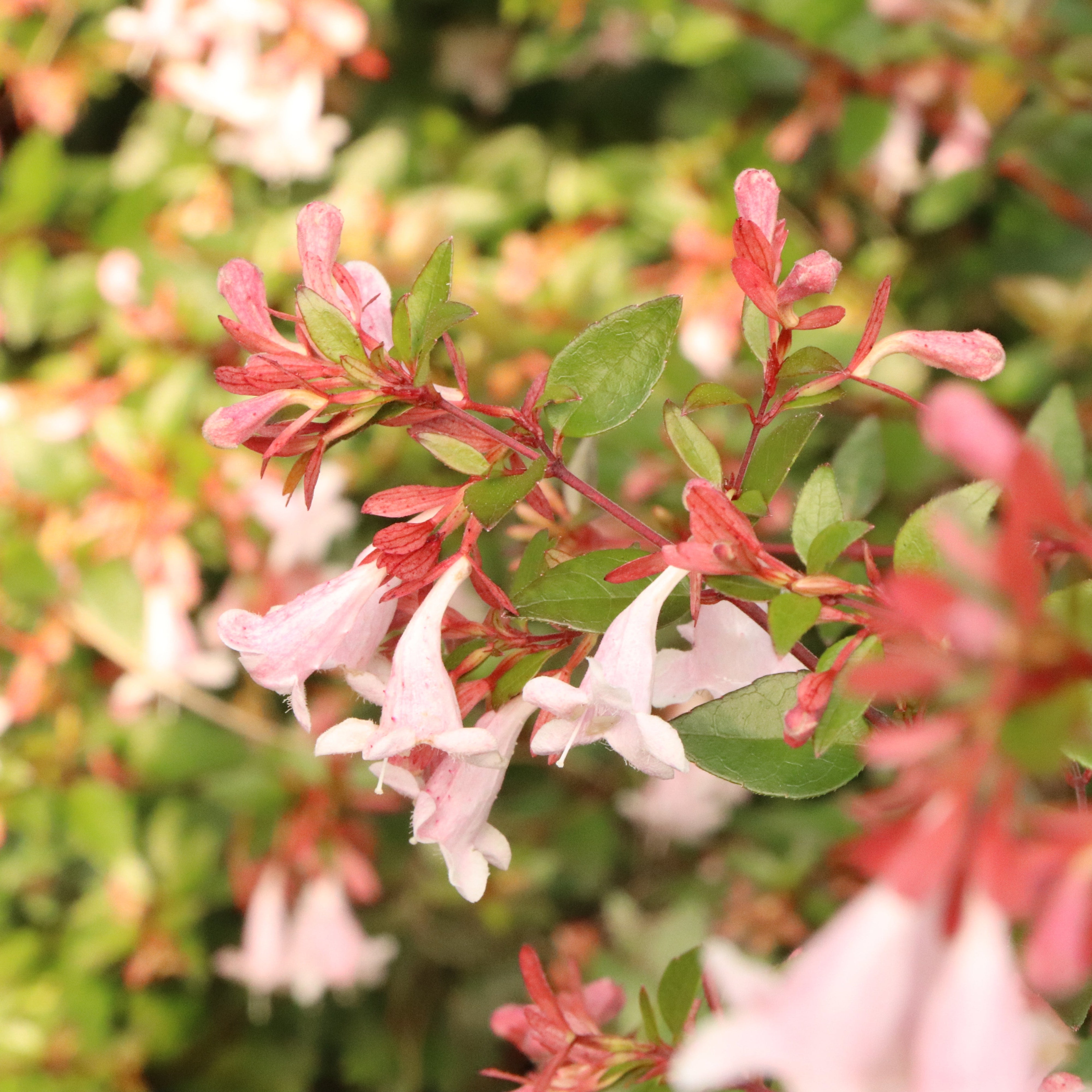 PINK PIÑATA™ Abelia | Proven Winners® – Creekside Nursery, Inc