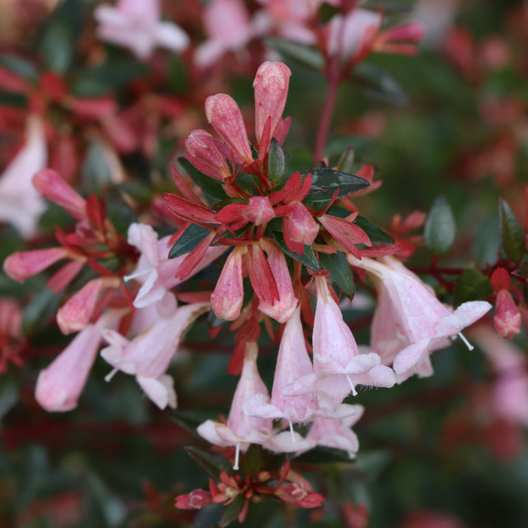 PINK PIÑATA™ Abelia