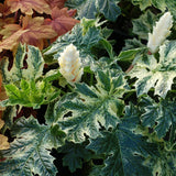 Whitewater acanthus with green leaves in a pot