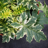 Whitewater acanthus in a nursery pot with green foliage