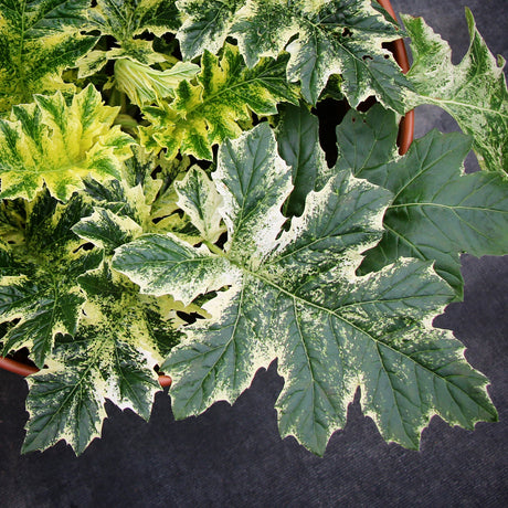 Whitewater acanthus in a nursery pot with green foliage
