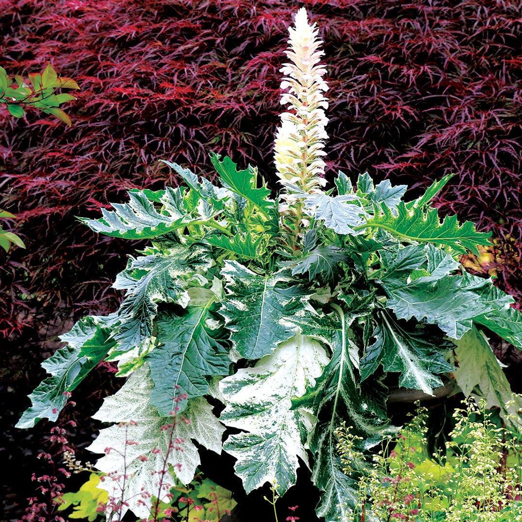 Whitewater acanthus in a pot with green, white-edged leaves
