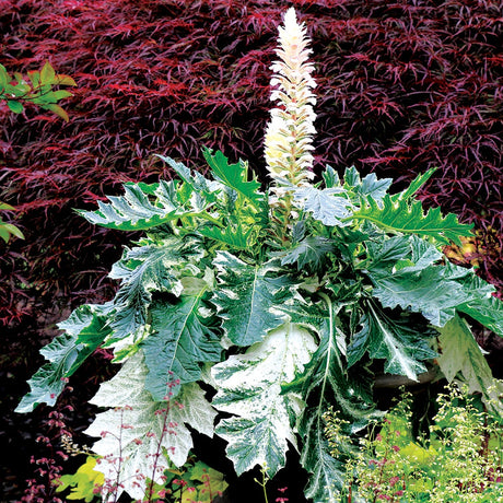 Whitewater acanthus in a pot with green, white-edged leaves