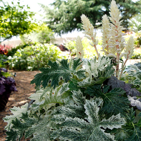 Whitewater acanthus in a nursery pot with green leaves