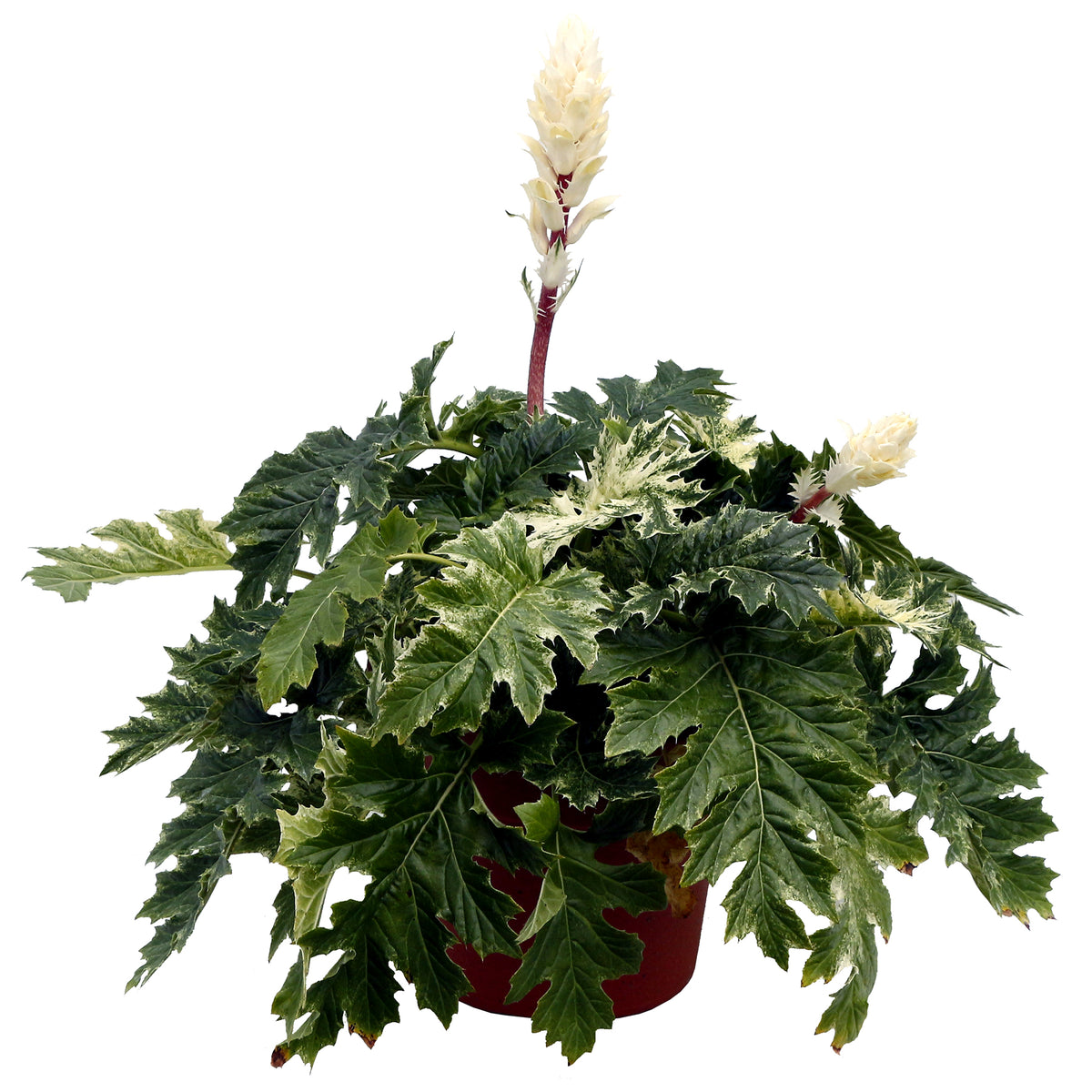 Whitewater acanthus plant with variegated leaves in a pot