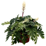 Whitewater acanthus plant with variegated leaves in a pot