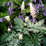 Whitewater acanthus plant with broad green leaves