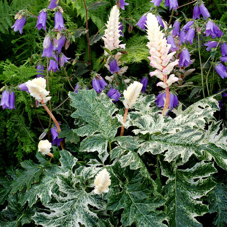 Whitewater acanthus plant with broad green leaves