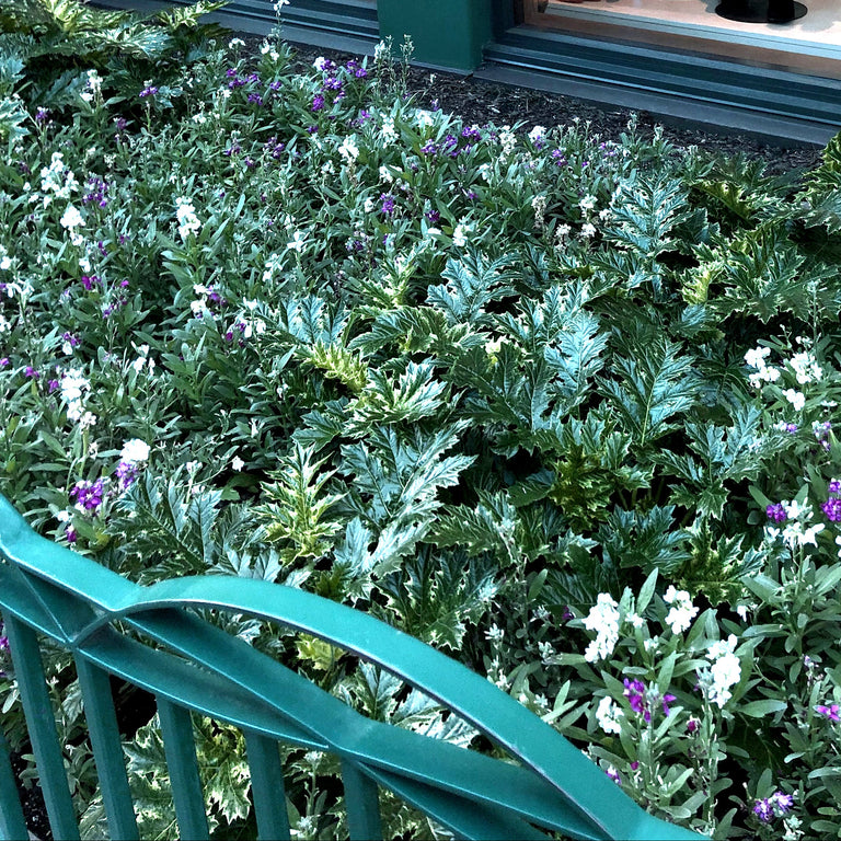 ‘Whitewater’ Acanthus