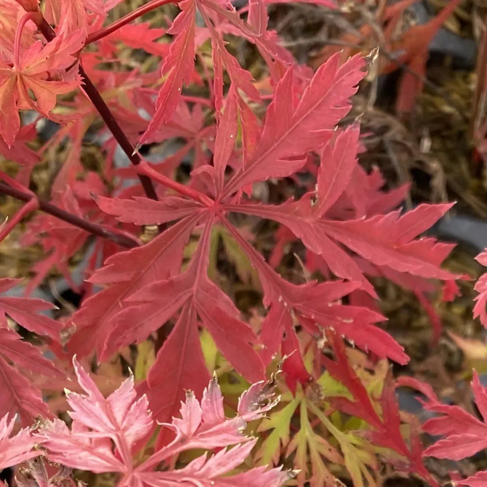Japanese maple with delicate red leaves in a pot
