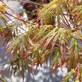 Japanese maple with finely cut leaves in a nursery pot