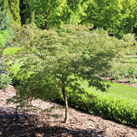 Japanese maple with fine leaves in a nursery pot