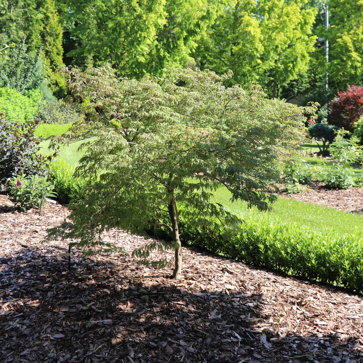 Uncommon Thread Japanese maple in a container
