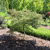Uncommon Thread Japanese maple in a container