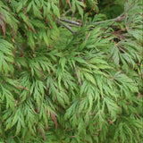 Uncommon Thread Japanese maple in a nursery container