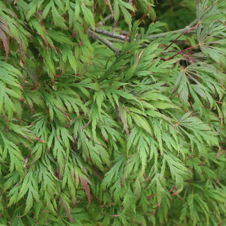 Uncommon Thread Japanese maple in a nursery container