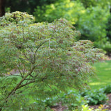 Japanese maple with red leaves in a nursery pot