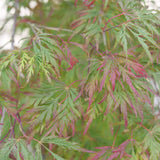 Japanese maple with delicate foliage in a container