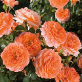 Adobe Sunrise rose with yellow blooms in a pot