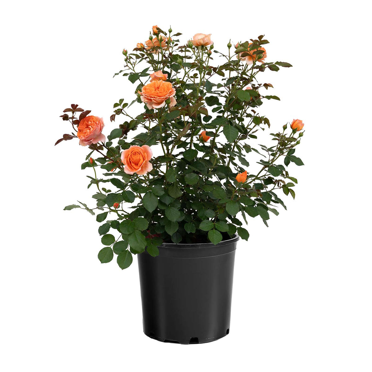 Adobe Sunrise rose with orange blooms in a pot