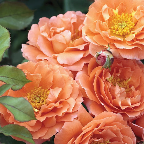Adobe Sunrise rose with orange blooms in a nursery pot