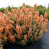 Agastache ‘Peach Pearl’ | Creekside Champions™