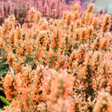 Agastache ‘Peach Pearl’ | Creekside Champions™