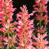 Pink Pearl agastache with pink flower spikes in a pot
