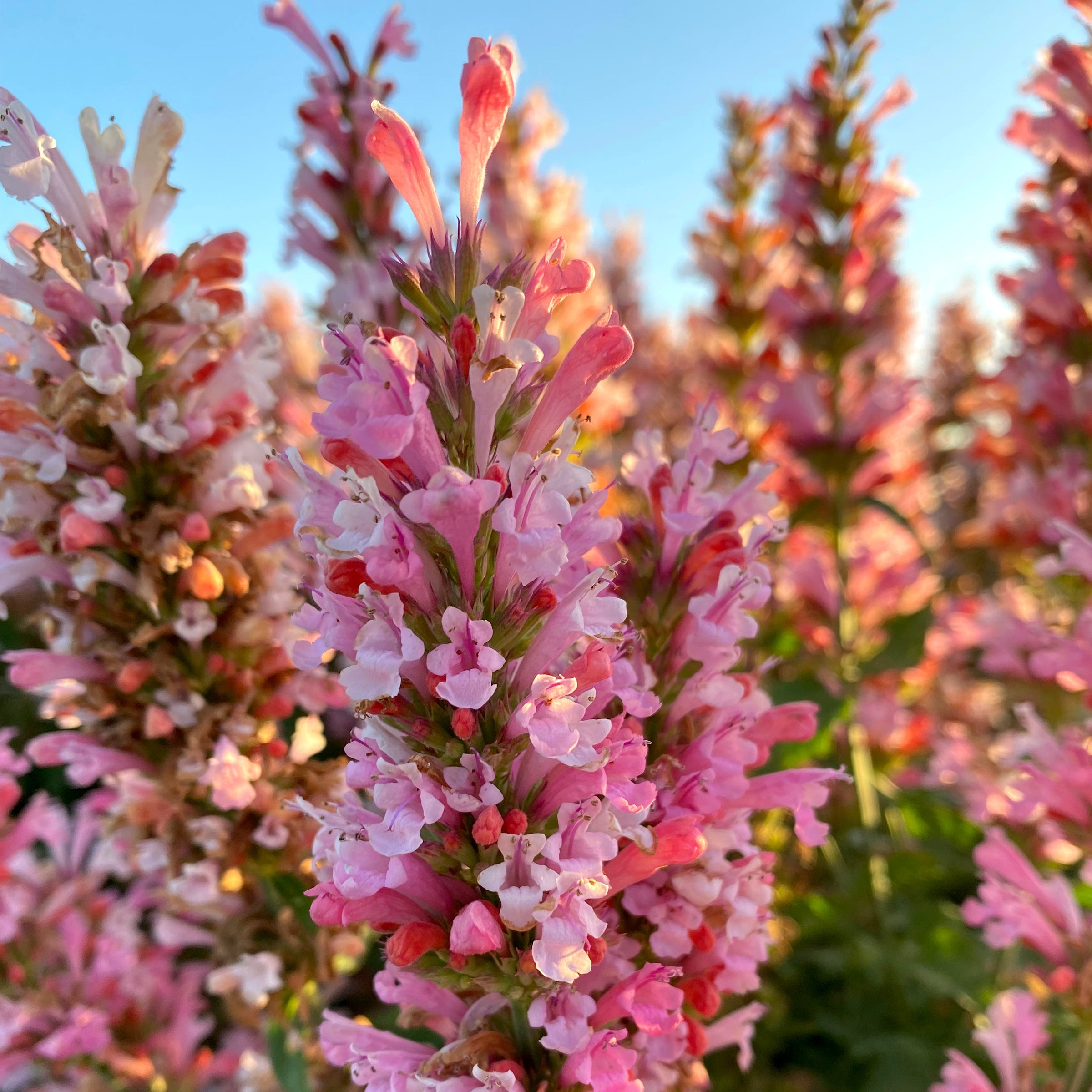 Pink Pearl' Agastache | Creekside Champions™ – Creekside Nursery, Inc