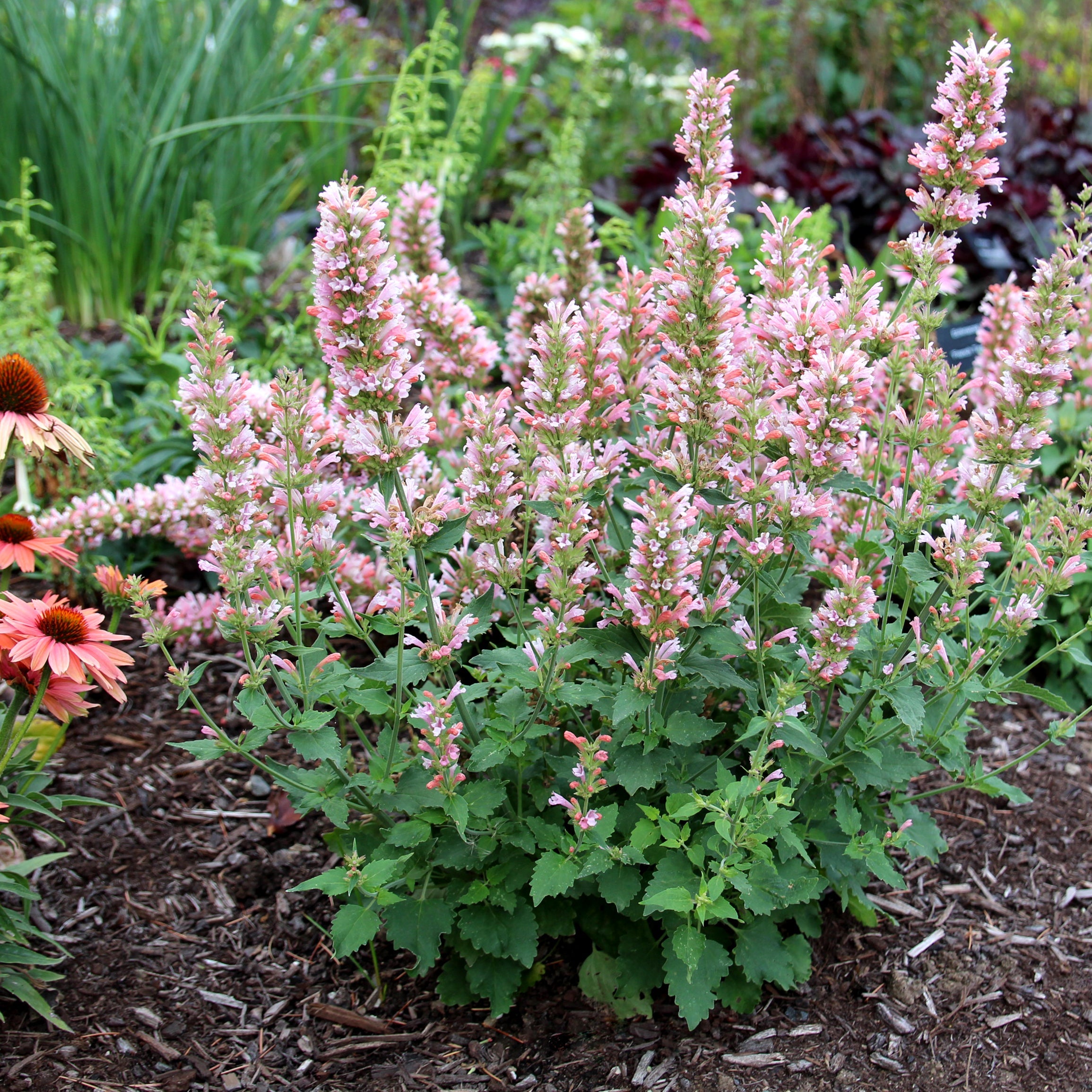アトリエgg シークワーサーの花(ピンク) Pink Pearl' Agastache | Creekside Champions™ – Creekside Nursery, Inc