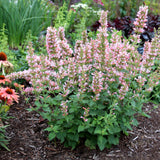Pink Pearl agastache with pink flower spikes in a pot