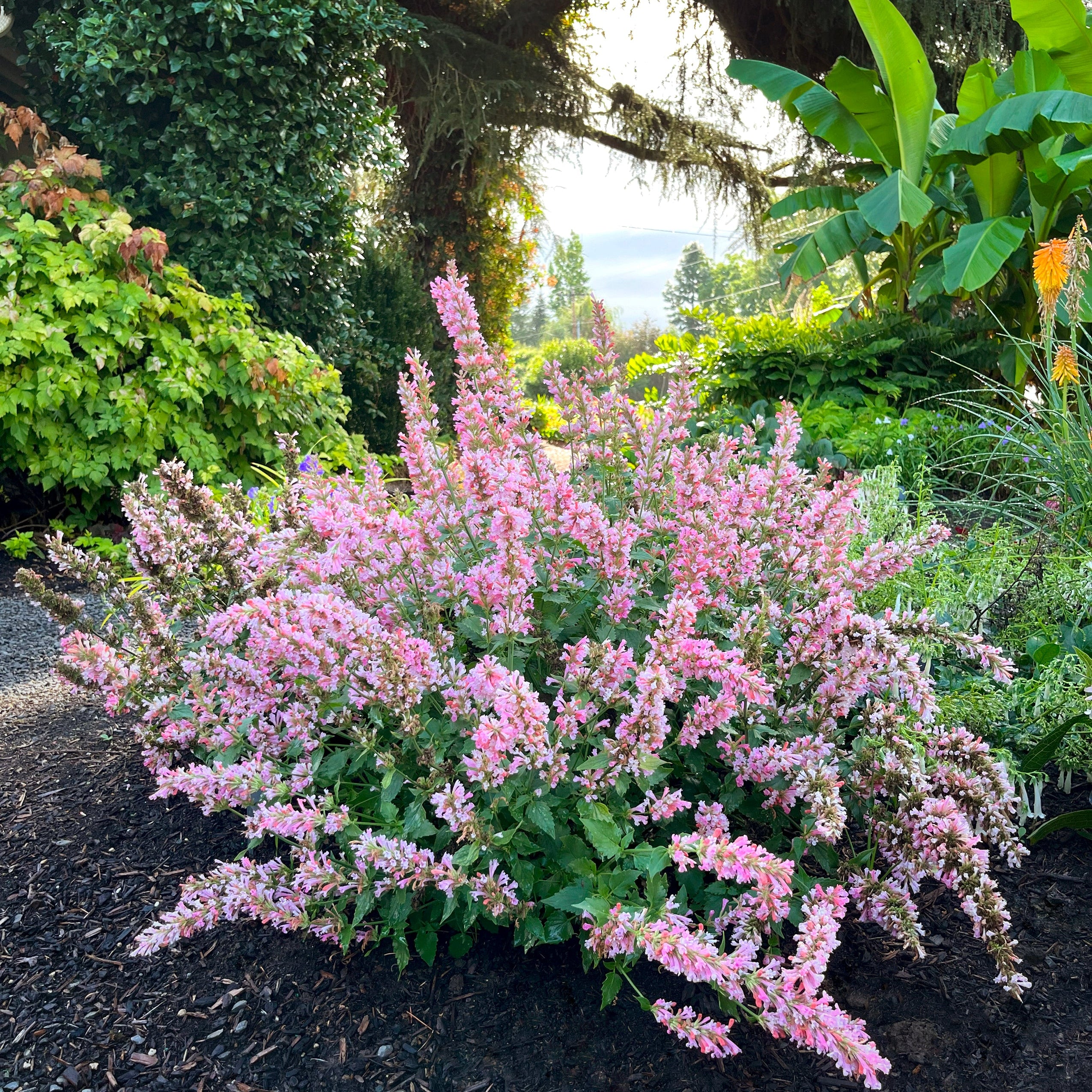 Pink Pearl' Agastache | Creekside Champions™ – Creekside Nursery, Inc
