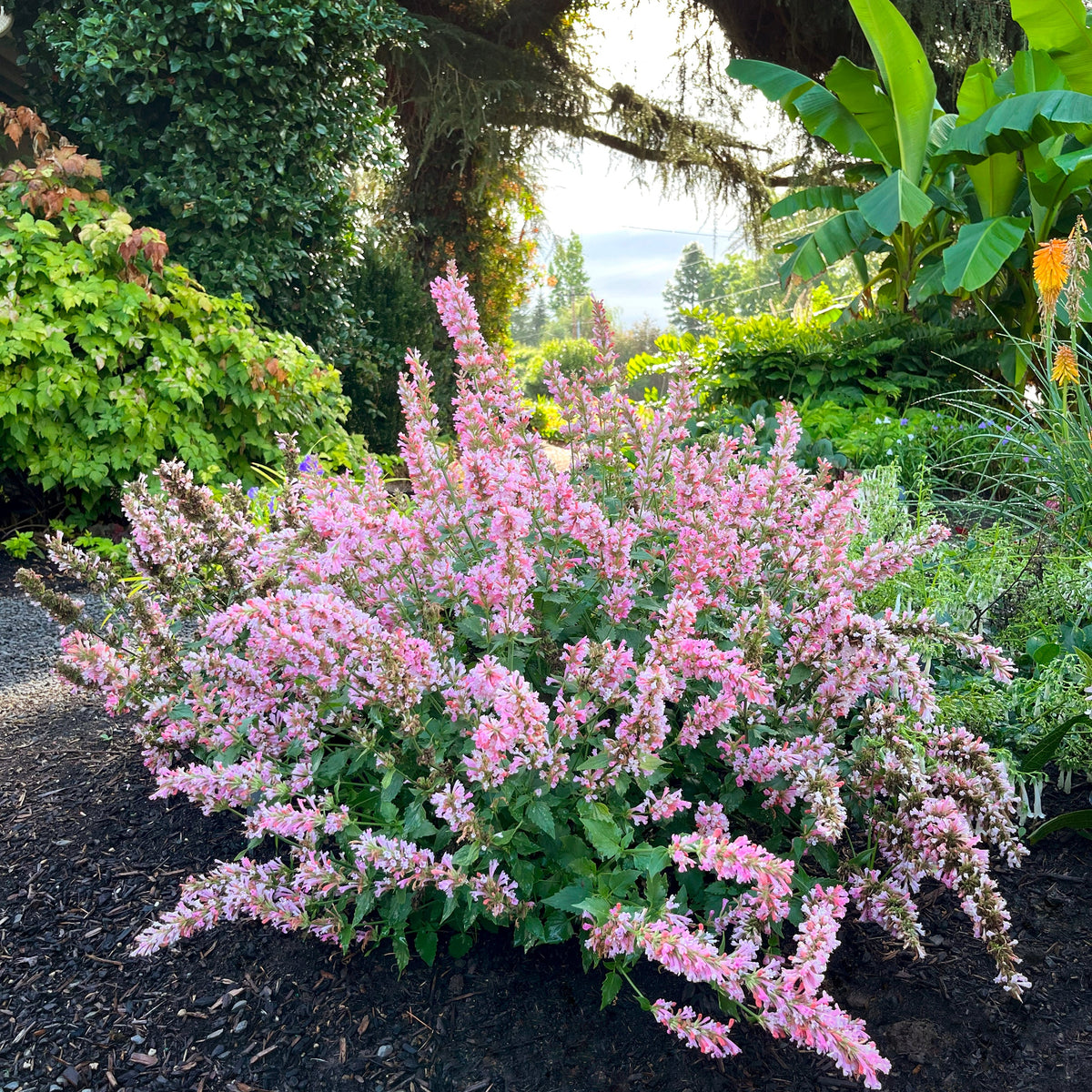 Pink Pearl' agastache with pink flower spikes in a pot