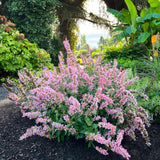 Pink Pearl' agastache with pink flower spikes in a pot