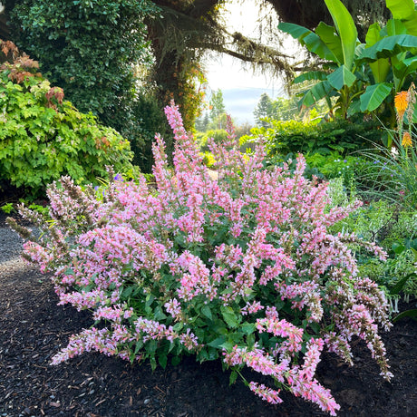 Pink Pearl' agastache with pink flower spikes in a pot