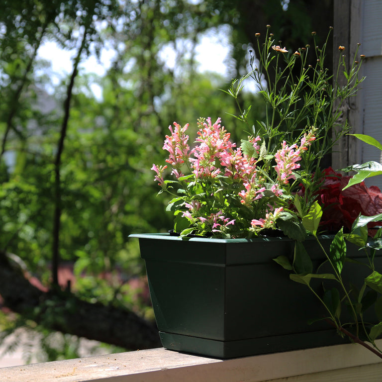 pink flowers betta house plants Pink Pearl' Agastache