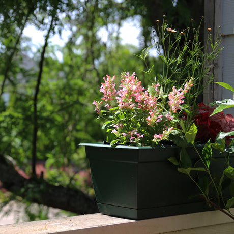 Pink Pearl agastache with pink flower spikes in a pot