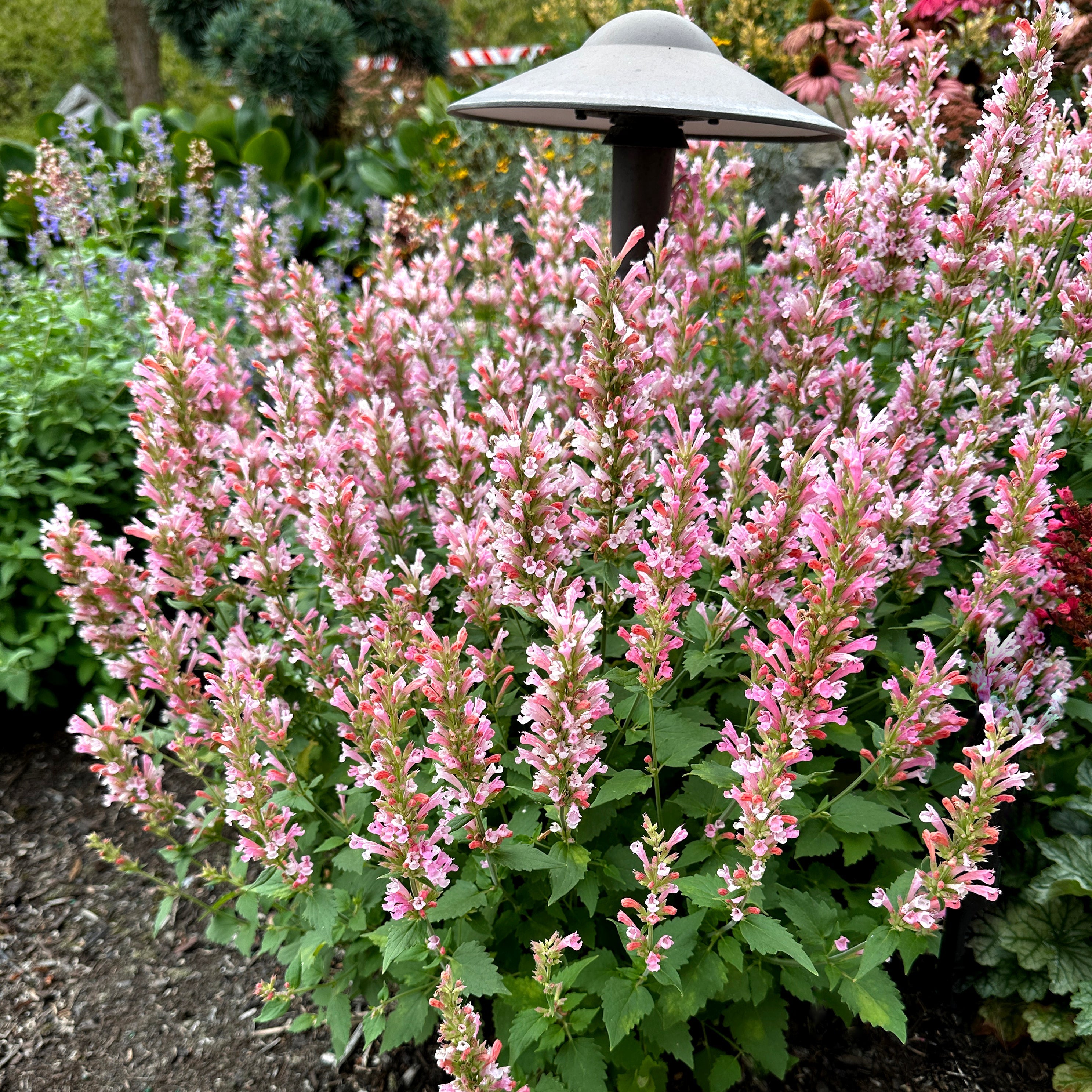 Pink Pearl' Agastache | Creekside Champions™ – Creekside Nursery, Inc