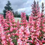 Pink Pearl agastache with pink flower spikes in a pot