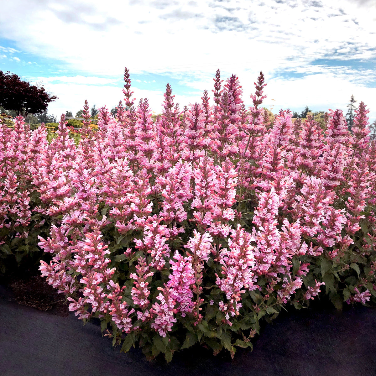 Pink Pearl agastache with pink flowers in a nursery pot