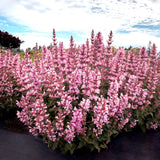 Pink Pearl agastache with pink flowers in a nursery pot
