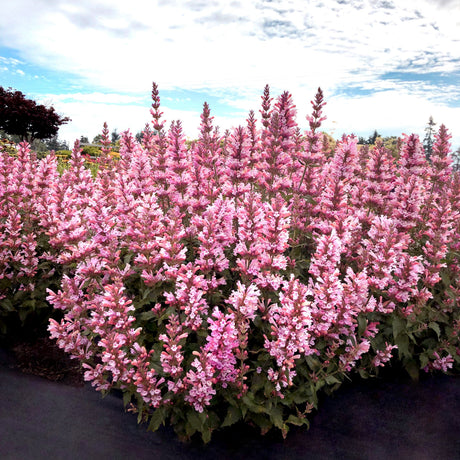 Pink Pearl agastache with pink flowers in a nursery pot