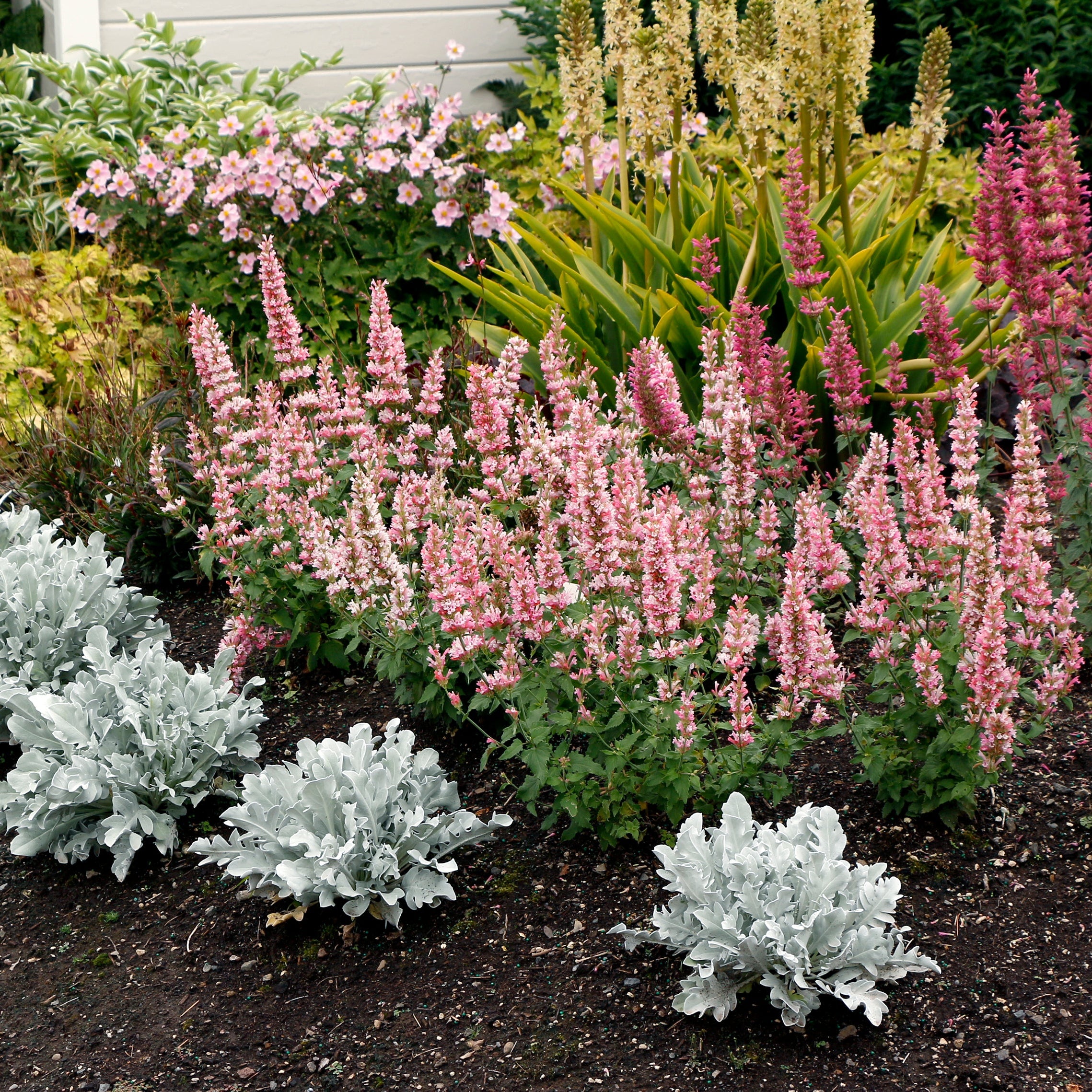 Pink Pearl' Agastache | Creekside Champions™ – Creekside Nursery, Inc