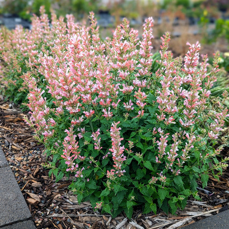 Pink Pearl agastache with pink flower spikes in a pot