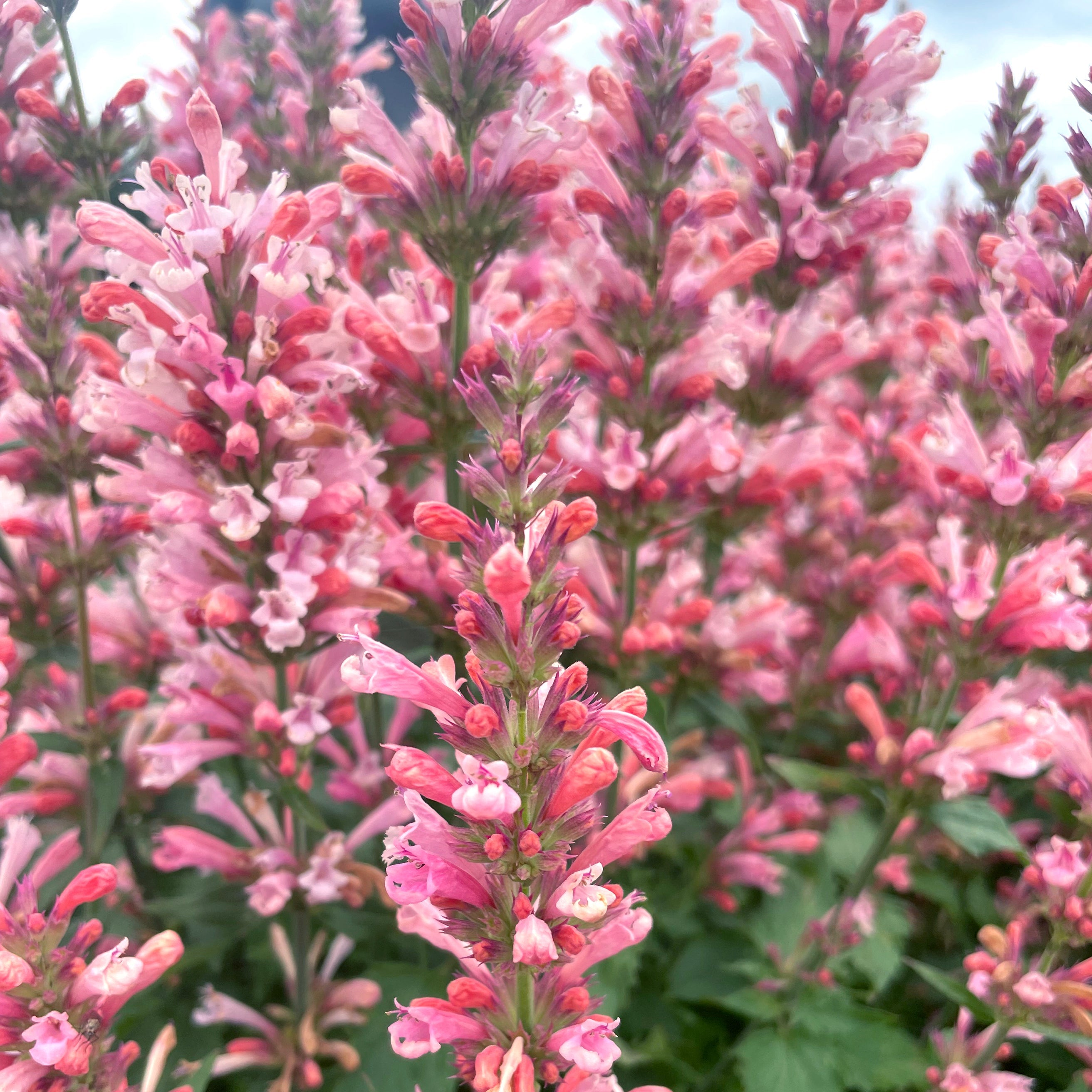アトリエgg シークワーサーの花(ピンク) Pink Pearl' Agastache | Creekside Champions™ – Creekside Nursery, Inc