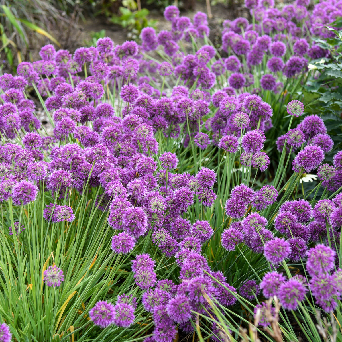 Lavender flowers of Lavender Bubbles' Allium in bloom