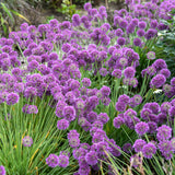 Lavender flowers of Lavender Bubbles' Allium in bloom